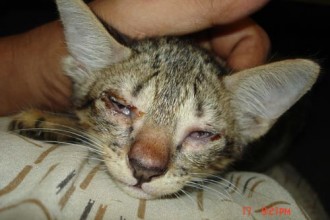 Cat Illnesses , 7 Cat Eye Infection Pictures You Should Consider In Cat Category