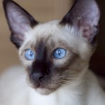 Cat Siamese , 7 Nice Siamese Cats Pictures In Cat Category
