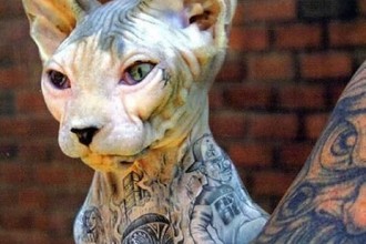 Cat Sphynx , 6 Wonderful Sphynx Cat Pictures In Cat Category