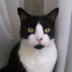 Cat Tuxedo , 7 Gorgeous Tuxedo Cat Pictures In Cat Category