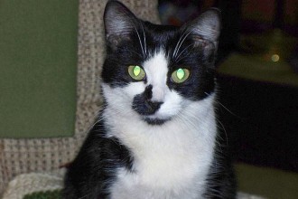 Cat Tuxedo , 6 Charming Pictures Of Tuxedo Cats In Cat Category