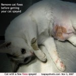 Cat fleas , 5 Fabulous Cat Fleas Pictures In Cat Category