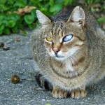 Cat with Eye Infection , 7 Cat Eye Infection Pictures You Should Consider In Cat Category