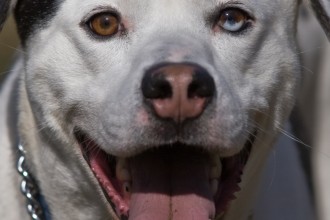 Catahoula Dog in Dog