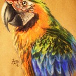 Catalina Macaw , 8 Wonderful Miligold Macaw In Birds Category