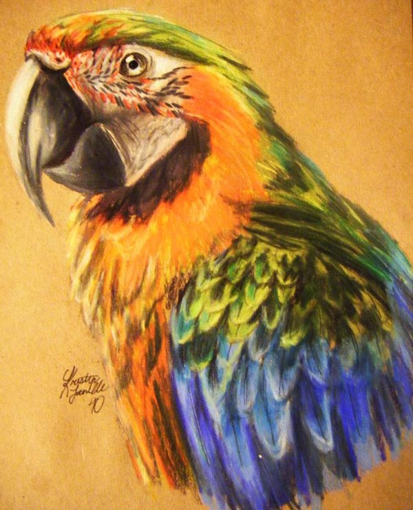 Birds , 8 Wonderful Miligold Macaw : Catalina Macaw