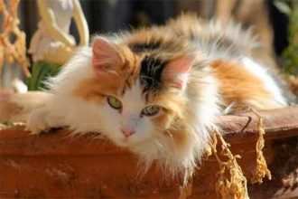 Cats Calico , 7 Awesome Calico Cat Pictures In Cat Category