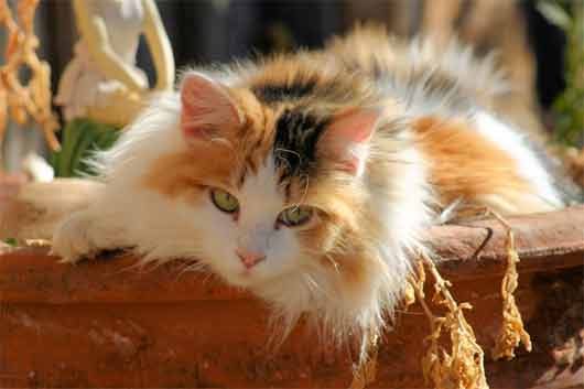 Cat , 7 Awesome Calico Cat Pictures : Cats Calico