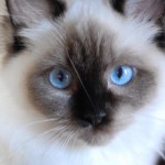 Cats ragdoll , 5 Fabulous Ragdoll Cat Pictures In Cat Category
