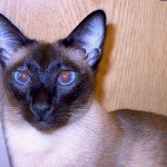 Cats , 6 Cute Pictures Of Siamese Cats In Cat Category