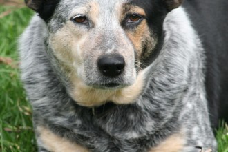 Cattle Dog , 6 Cool Australian Cattle Dog Pictures In Dog Category