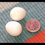 Cockatiel Egg , 7 Amazing Cockatiel Eggs In Birds Category