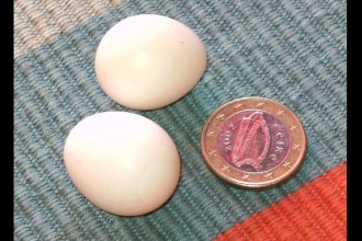 Cockatiel Egg in Organ