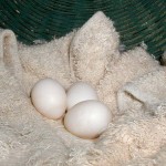 Cockatiel Eggs , 7 Amazing Cockatiel Eggs In Birds Category