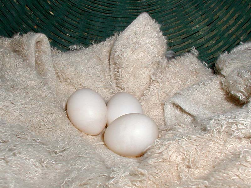 Cockatiel Eggs