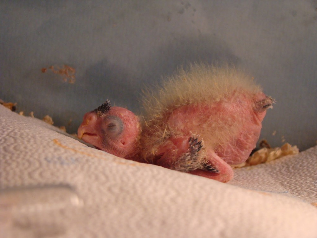 Cockatiel Lays Eggs With No Mate