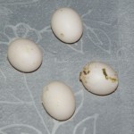 Cockatiel eggs , 6 Wonderful Cockatiel Laying Eggs In Birds Category