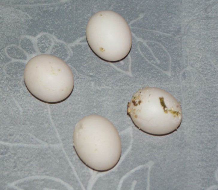 Birds , 6 Wonderful Cockatiel Laying Eggs : Cockatiel Eggs