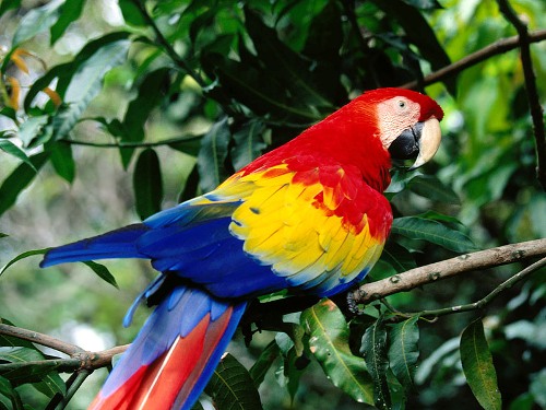 Birds , 7 Wonderful Scarlet Macaw Facts : Colorful Scarlet Macaw