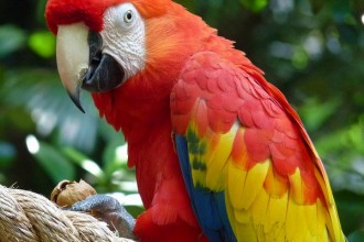 CostaRica Parrot , 6 Facts About Macaws In Birds Category