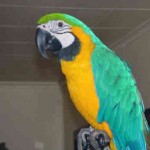 Cute macaw parrots , 8 Cool Macaw Rescue In Birds Category
