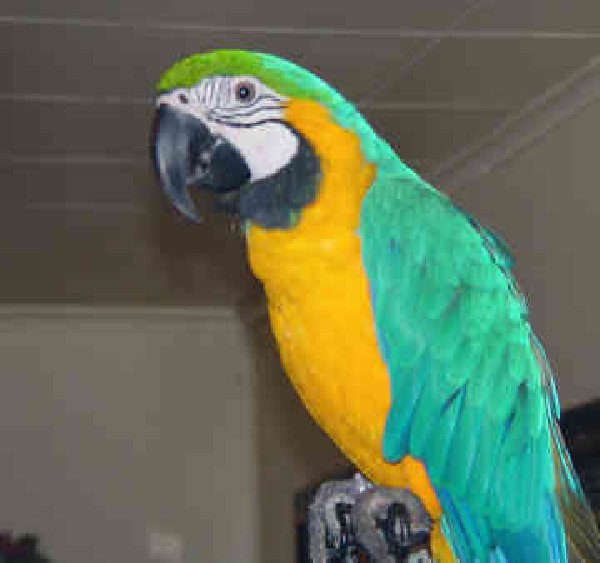 Birds , 8 Cool Macaw Rescue : Cute Macaw Parrots