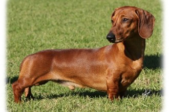 Dachshund , 8 Fabulous Funny Weiner Dog Pictures In Dog Category
