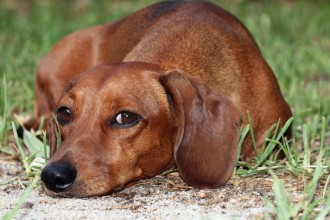 Dachshund Dog , 8 Fabulous Funny Weiner Dog Pictures In Dog Category