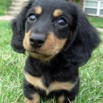 Dachshund Dogs , 8 Fabulous Funny Weiner Dog Pictures In Dog Category
