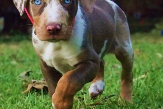 Dog Catahoula Leopard , 7 Gorgeous Catahoula Dog Pictures In Dog Category
