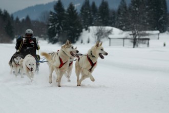 Dog Sled , 4 Unique Dog Sled Pictures In Dog Category