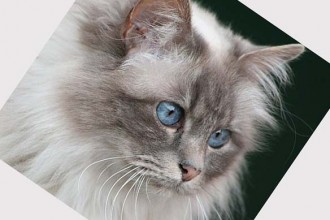 Domestic Cat Breeds , 8 Cute Cat Breeds Pictures In Cat Category