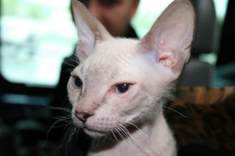 Donskoy Cat , 7 Nice Pictures Of Hairless Cats In Cat Category