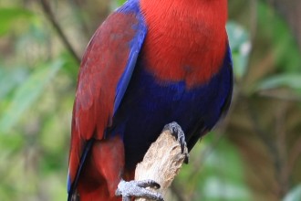 Eclectus Parrot in Butterfly