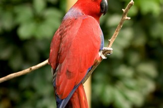 Eclectus Parrot Bird in Human