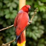 Eclectus Parrot Bird Pictures , 8 Fabulous Eclectus Parrots In Birds Category