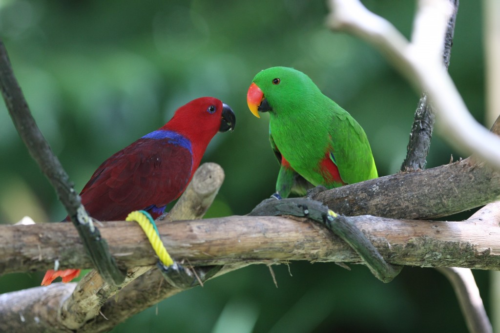 Eclectus Parrot Birds Biological Science Picture Directory 