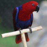 Eclectus Parrot Pictures , 7 Charming Eclectus Parrot In Birds Category
