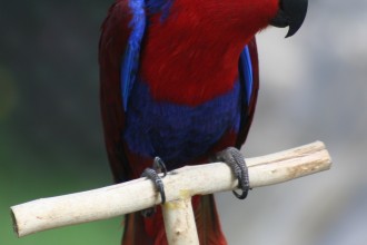 Eclectus Parrot Pictures in Butterfly
