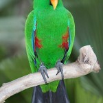 Eclectus Parrot Pictures , 8 Fabulous Eclectus Parrots In Birds Category