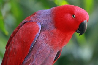 Eclectus Parrot RWD , 7 Nice Eclectus Parrot In Birds Category