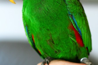 Eclectus Parrot Backgrounds , 7 Charming Eclectus Parrot In Birds Category