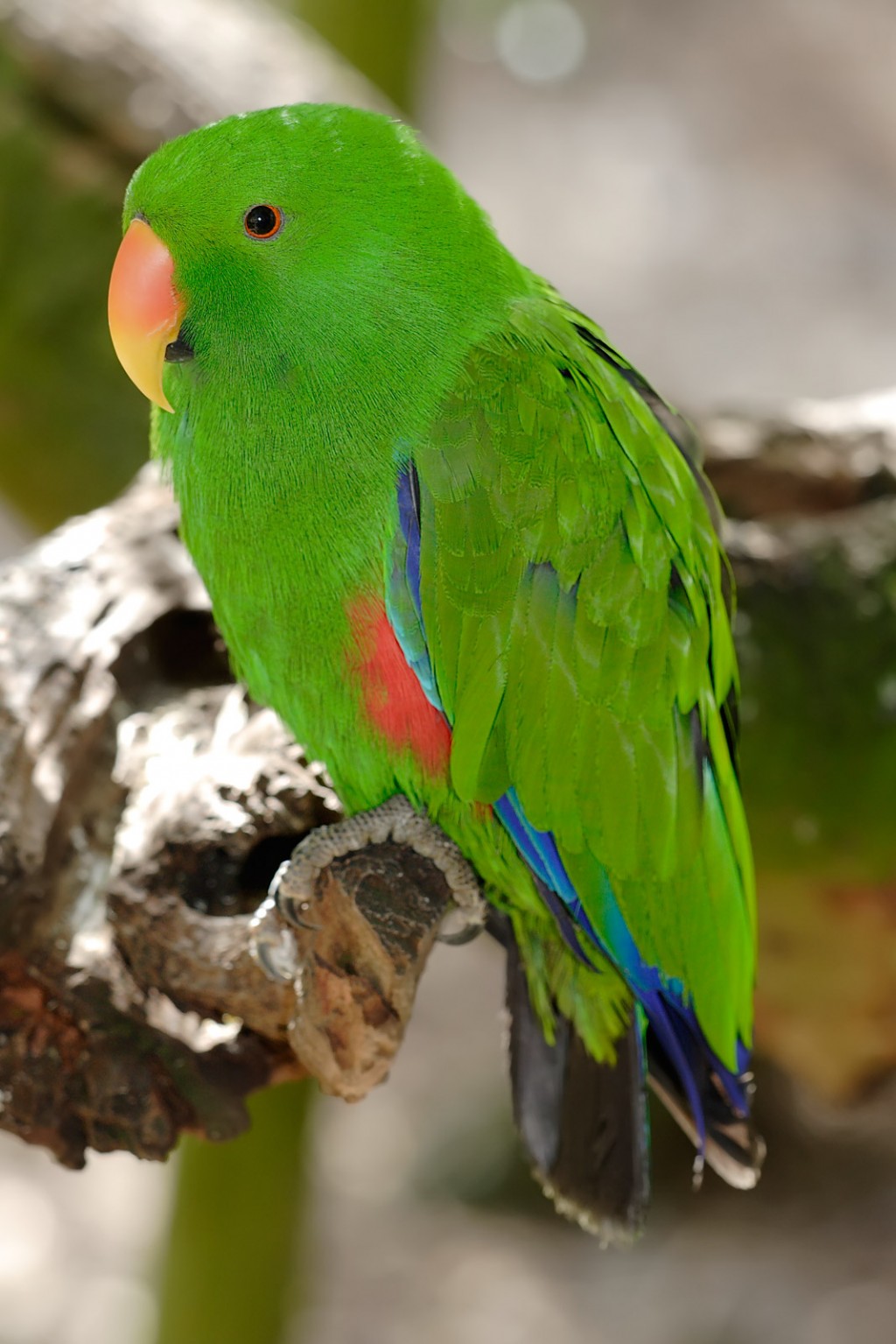 Eclectus Parrot