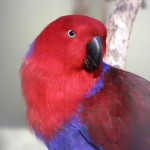 Eclectus Parrot , 8 Fabulous Eclectus Parrots In Birds Category