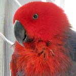 Eclectus parrot female , 8 Nice Eclectus Parrot In Birds Category