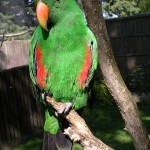 Eclectus parrot male , 8 Nice Eclectus Parrot In Birds Category