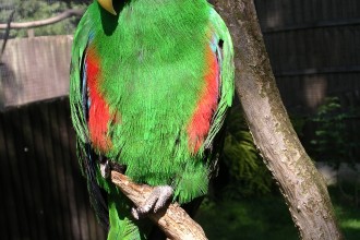 Eclectus Parrot Male , 8 Nice Eclectus Parrot In Birds Category