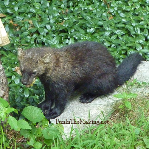 Cat , 7 Top Fisher Cat Pictures : Fisher Cat Eating