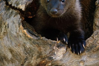 Fisher Cat Images , 7 Top Fisher Cat Pictures In Cat Category