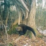 Fisher Cats , 6 Gorgeous Pictures Of Fisher Cats In Cat Category